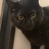 まんまる目が可愛い黒猫ねろちゃん サムネイル5