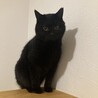 まんまる目が可愛い黒猫ねろちゃん サムネイル6