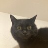 まんまる目が可愛い黒猫ねろちゃん サムネイル7