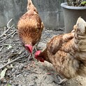 後藤もみじ　メス　2羽　