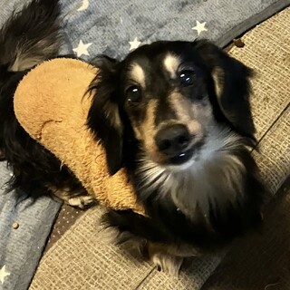 約6歳から7歳のダックス里親緊急募集