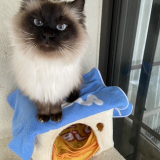 綺麗なふわふわ君