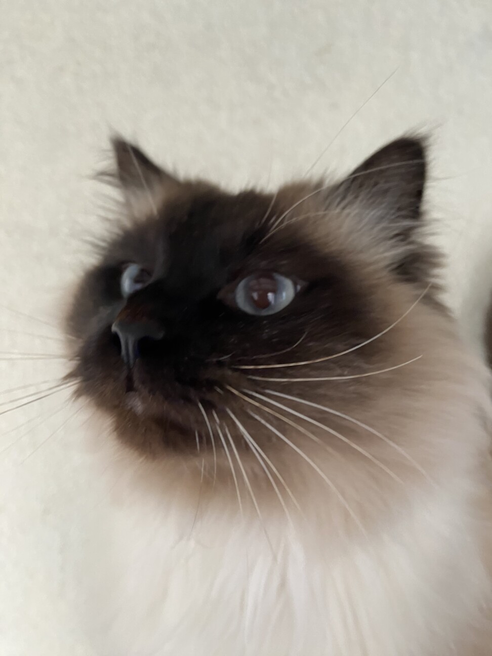 綺麗なふわふわ君 サムネイル2