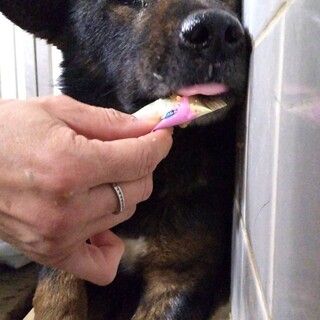 処分対象です。収容期限3/7迄