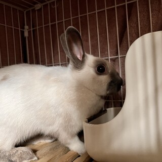 うさぎさん