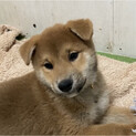 3ヶ月♬.*ﾟ垂れ耳の柴犬ロウ(お見合い決定)