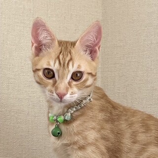 募集停止とっても甘えん坊茶トラ男子⭐️信長