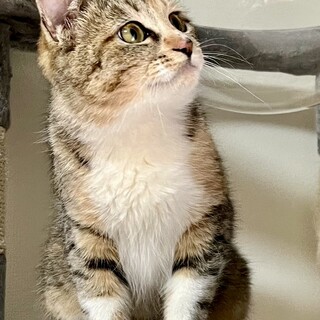 過酷な環境にいたのに…無邪気で可愛い三毛子猫