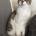 まだまだ仔猫　元気いっぱい　りんごちゃん