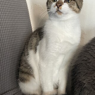 まだまだ仔猫　元気いっぱい　りんごちゃん