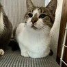 まだまだ仔猫　元気いっぱい　りんごちゃん サムネイル3