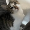 まだまだ仔猫　元気いっぱい　りんごちゃん サムネイル4