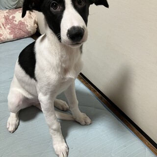 人懐っこくて甘えん坊です