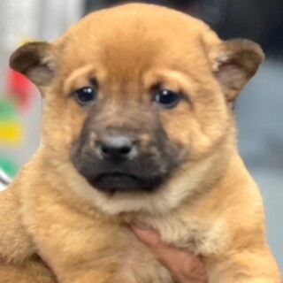 24-M32　チビチビ赤ちゃんワンコ♪