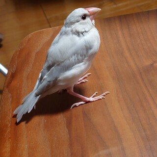 シルバー文鳥の里親募集！