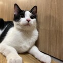 2023年10月生まれ◎元気いっぱいハチワレくん♂