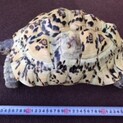 【里親決定】ヒョウモンリクガメ里親募集