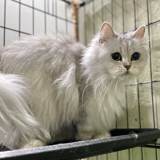 ペルシャの女の子！