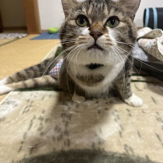 足が悪い元気なにゃんこ