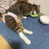 足が悪い元気なにゃんこ サムネイル3