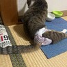 足が悪い元気なにゃんこ サムネイル4