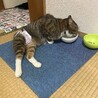 足が悪い元気なにゃんこ サムネイル5