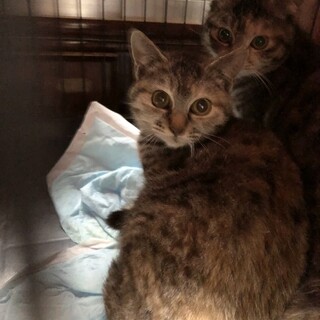 8-1麦わら　いもうとちゃん⭐︎ お話し合い中です