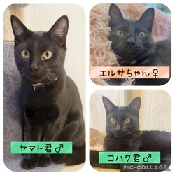 保護猫譲渡会@碧南市