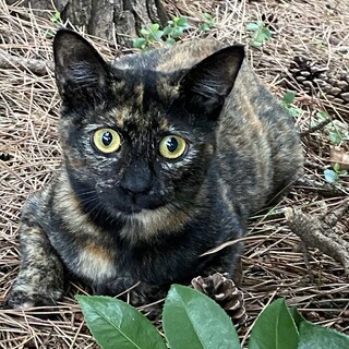 見つめる目が可愛い雌のサビ猫ちゃん