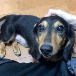 甘えん坊のミニチュアダックスです