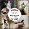 三毛猫　姉妹　６ヶ月子猫 サムネイル2