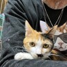 三毛猫　姉妹　６ヶ月子猫 サムネイル3