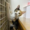 三毛猫　姉妹　６ヶ月子猫 サムネイル4