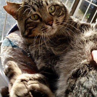 アメショ柄オス手術済み8ヶ月