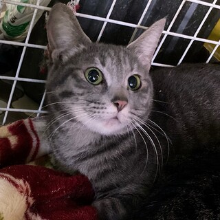 グリーンの瞳のグレーキジの女の子　オズ