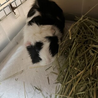 モルモットの里親募集