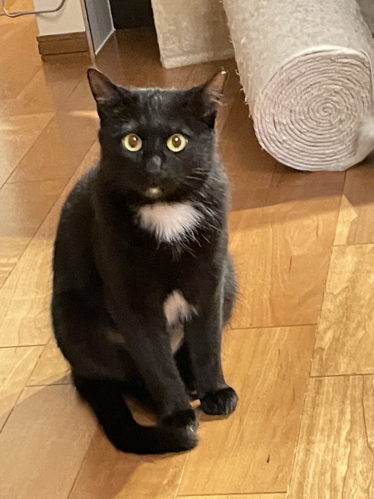 エンジェルマークの黒猫女」三重県 - 猫の里親募集(484396