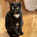 エンジェルマークの黒猫女の子、花ちゃん