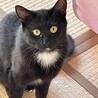 エンジェルマークの黒猫女の子、花ちゃん サムネイル4