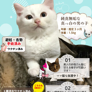 【去勢済】美しい真っ白な男子