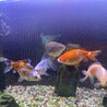 引越しに際し、金魚里親になってください！ サムネイル2