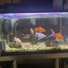 引越しに際し、金魚里親になってください！ サムネイル3