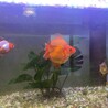 引越しに際し、金魚里親になってください！ サムネイル4