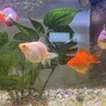 引越しに際し、金魚里親になってください！ サムネイル5