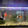 引越しに際し、金魚里親になってください！ サムネイル6
