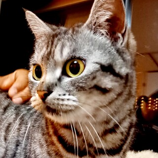 いっぱいかまって♥アメショ柄美猫♥アンミカ