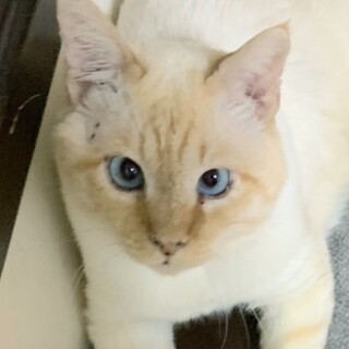 青い瞳のひっつきニャンコ♥穏やか♪おかわり君