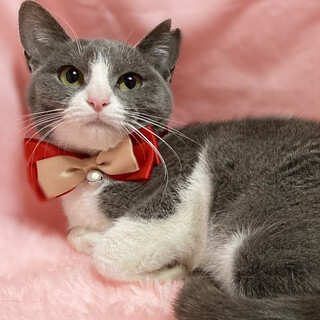 甘えん坊の子猫♪グレー白のハチワレ『クミンちゃん』