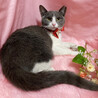 甘えん坊の子猫♪グレー白のハチワレ『クミンちゃん』 サムネイル2