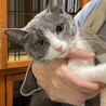 甘えん坊の子猫♪グレー白のハチワレ『クミンちゃん』 サムネイル3